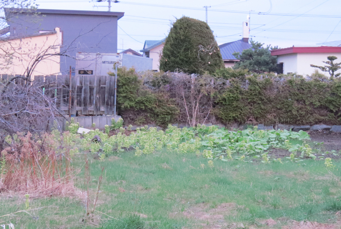 webnews今朝の北見