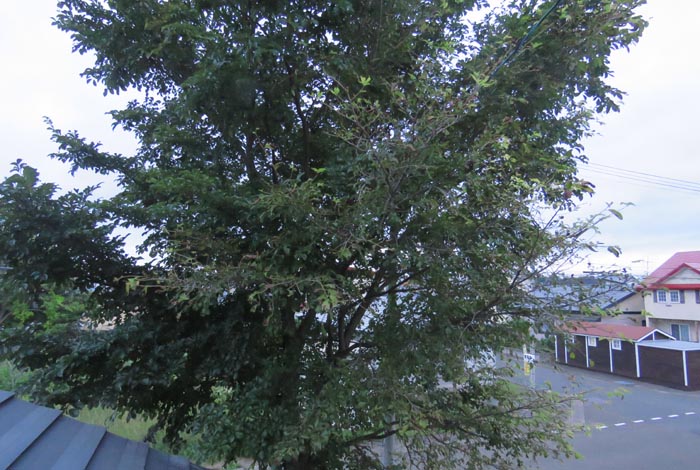 webnews�����̖k���^���̋�