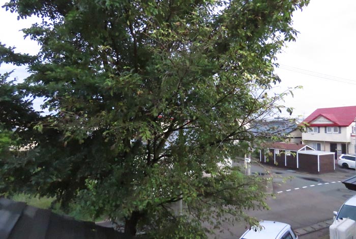 webnews�����̖k���^���̋�