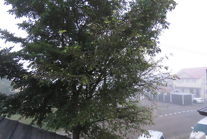 webnews�����̖k���^���̋�