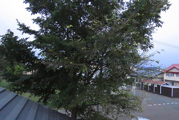 webnews�����̖k���^���̋�