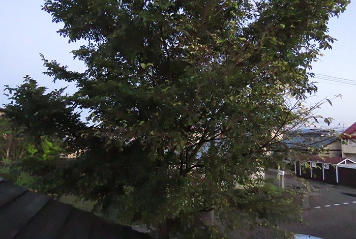 webnews�����̖k���^���̋�