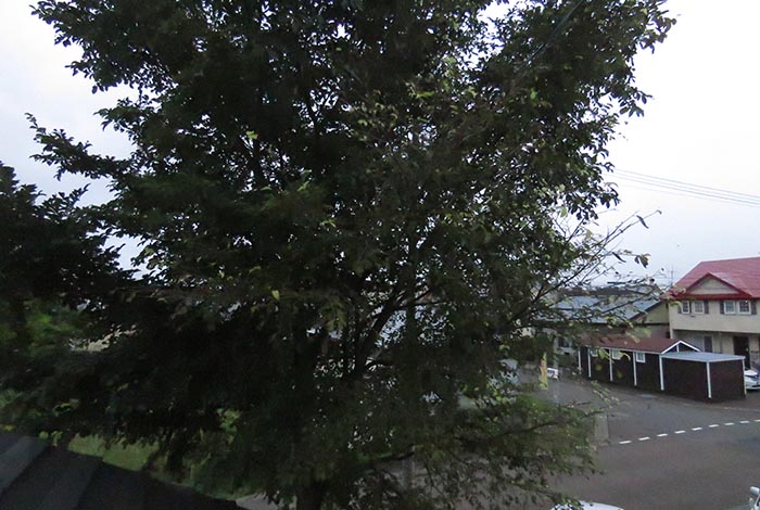 webnews�����̖k���^���̋�