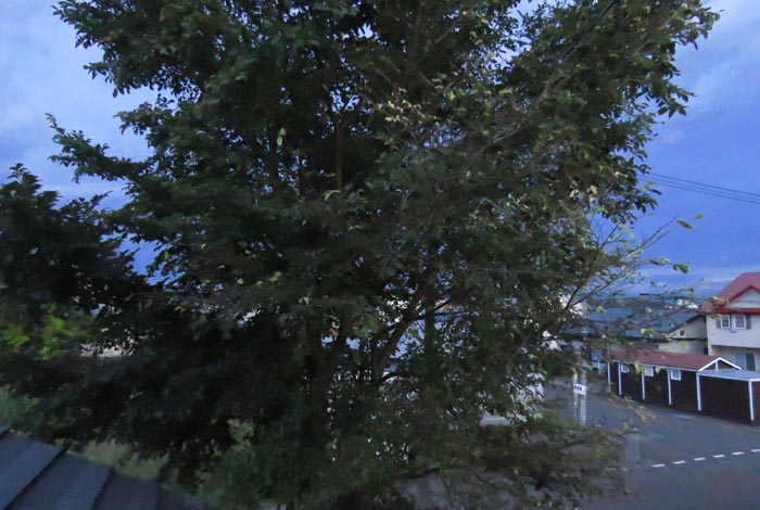 webnews�����̖k���^���̋�