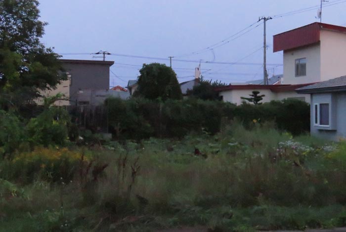 webnews�����̖k��