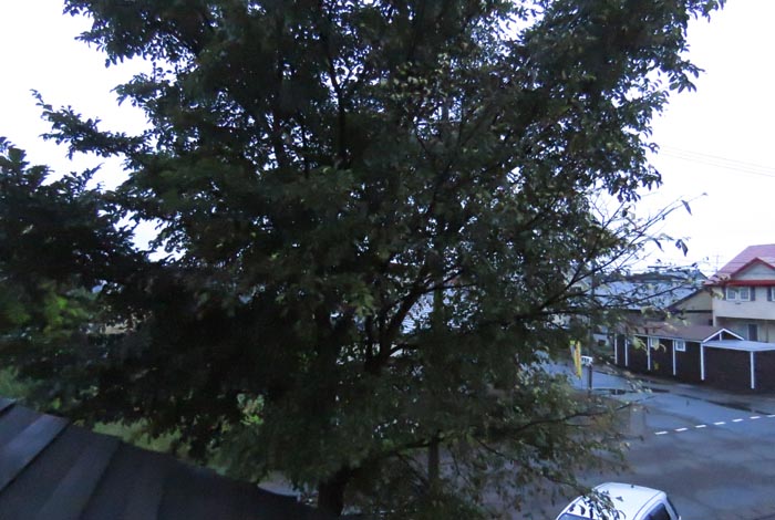 webnews�����̖k���^���̋�