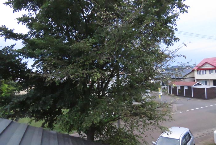 webnews�����̖k���^���̋�