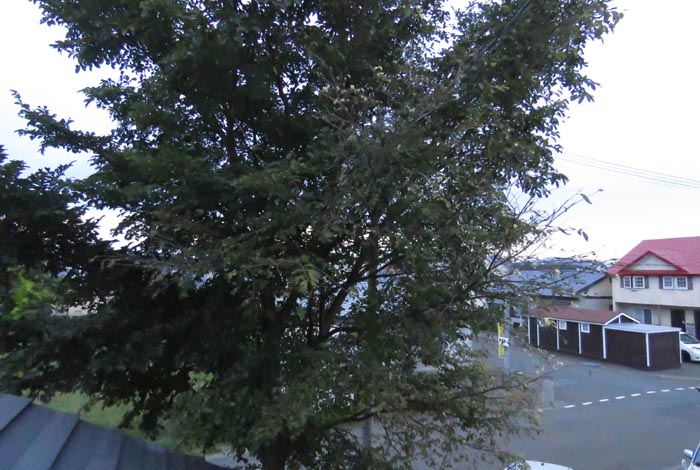 webnews�����̖k���^���̋�