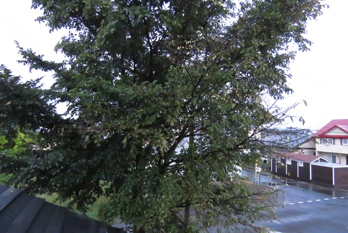 webnews�����̖k���^���̋�