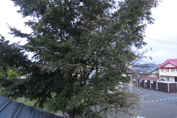 webnews�����̖k���^���̋�