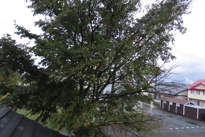 webnews�����̖k���^���̋�