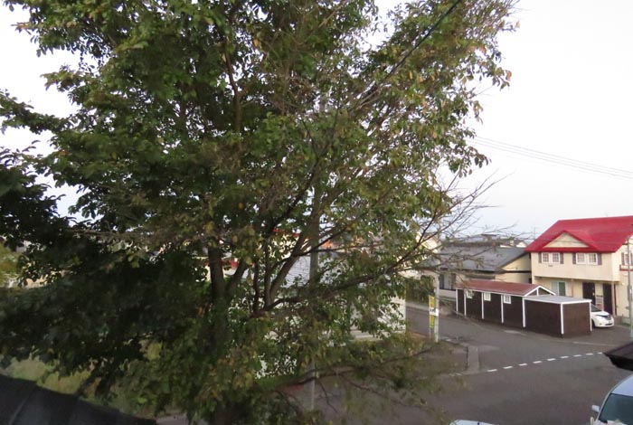 webnews�����̖k���^���̋�