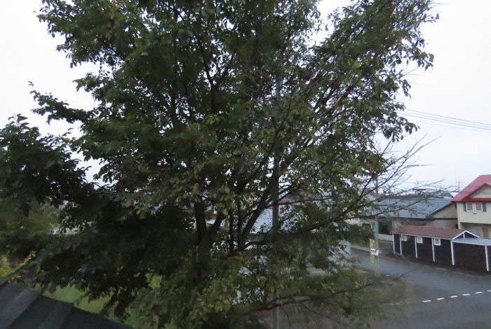 webnews�����̖k���^���̋�