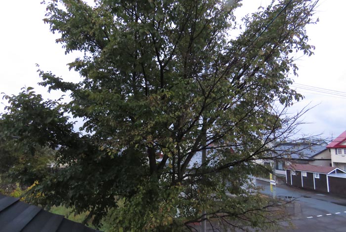 webnews�����̖k���^���̋�