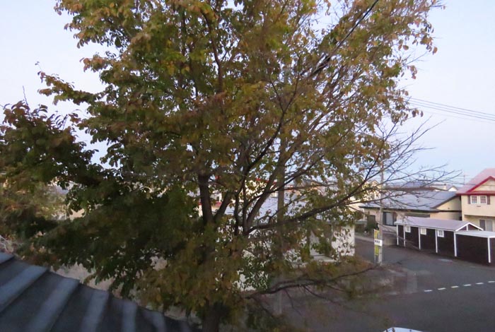 webnews�����̖k���^���̋�