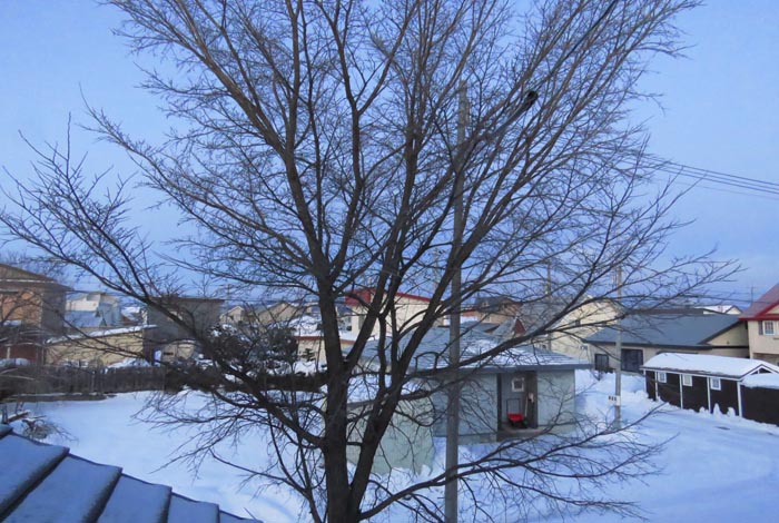 webnews�����̖k���^���̋�