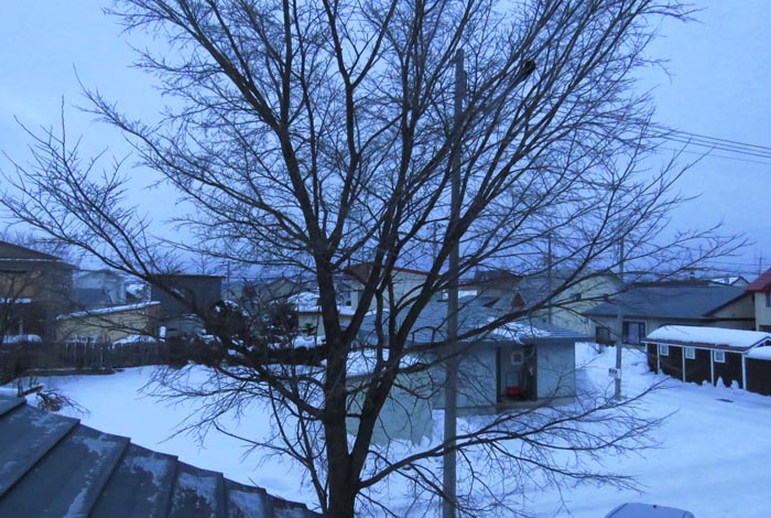 webnews�����̖k���^���̋�